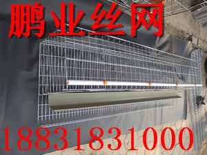遼寧沈陽蛋雞籠_衡水專業(yè)的養(yǎng)殖蛋雞籠生產(chǎn)廠家
