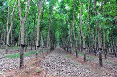 橡膠機(jī)械網(wǎng)